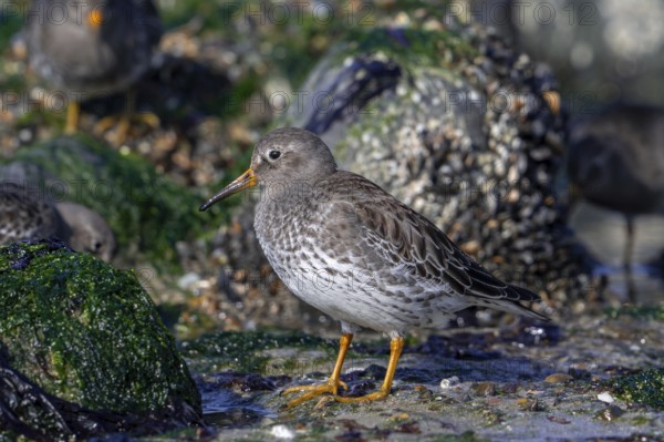 Purple sandpipers (Calidris maritima) in non-breeding plumage foraging among rocks on rocky shore