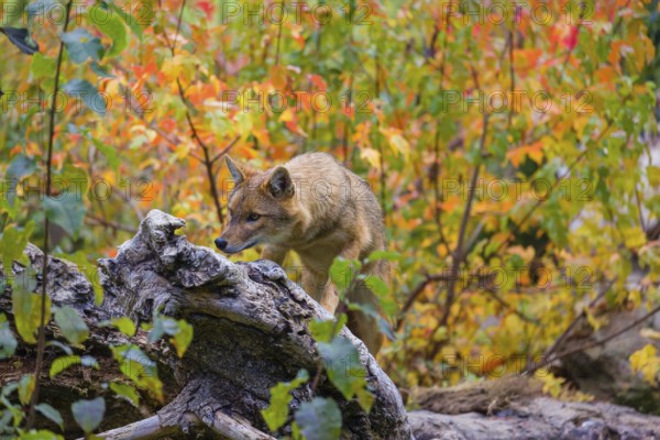 One golden jackal (Canis aureus) stands on a fallen tree trunk. Behind him is a tree in intense