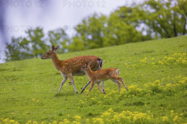 One female Manchurian sika deer or Dybowski's sika deer (Cervus nippon mantchuricus or Cervus