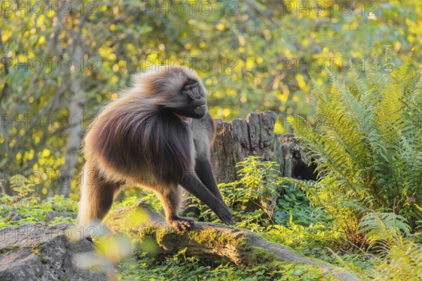 An adult male gelada (Theropithecus gelada), or bloodheart monkey, runs in beautiful light across a