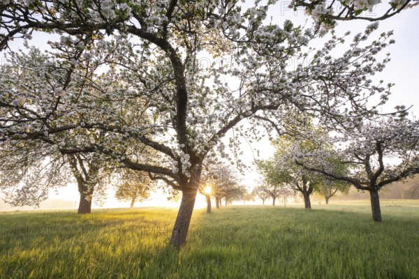 Fresh blossom, morning light, ground mist... simply magical! Foothills orchard meadow in bloom -