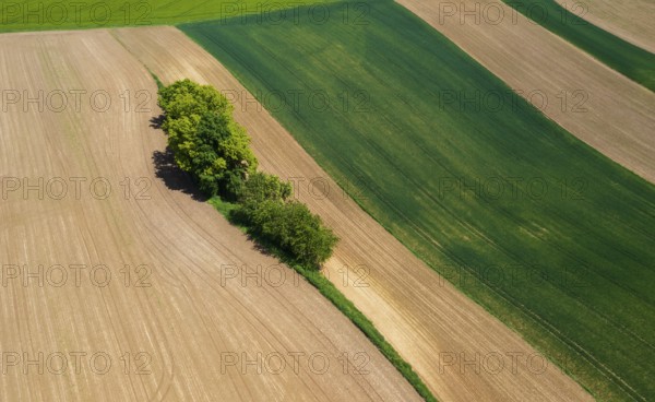 Drone view, group of trees on a ploughed field, agricultural landscape, Innviertel, Upper Austria,
