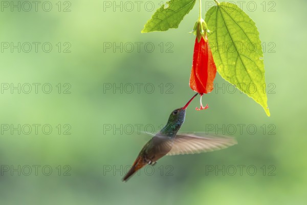 Brown-tailed Amazon (Amazilia tzacatl), Hummingbird (Trochilidae), Swiftbirds (Apodiformes), Laguna