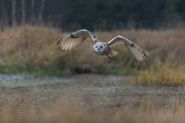 One Siberian Eagle Owl (Bubo bubo sibiricus) flying over tall reed grass lakeshore on an autumnal
