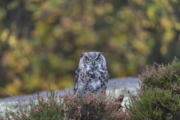 One adult Great horned owl (Bubo virginianus) sitting on the ground between heather. A forest in