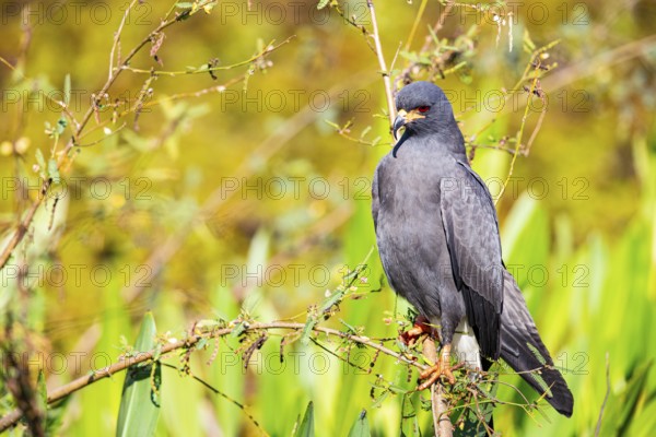 Snail Buzzard (Rostramus sociabilis) Pantanal Brazil