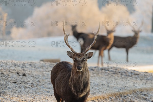 Four Japanese sika deer stags (Cervus nippon nippon) stand on a meadow in hilly terrain. A forest