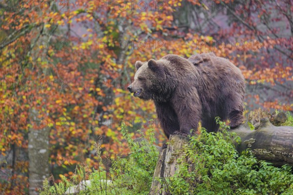 An adult female Eurasian brown bear (Ursus arctos arctos) stands among rotting, fallen trees on a