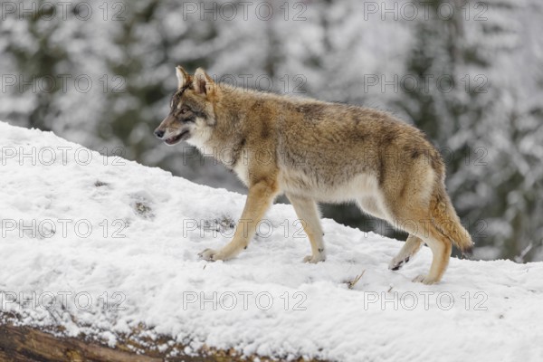 A young grey wolf (Canis lupus lupus) runs across the sloping, snow-covered meadow at the edge of a