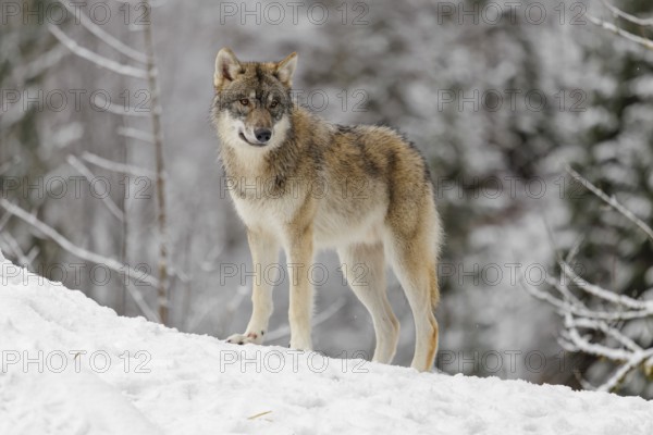 A young grey wolf (Canis lupus lupus) runs across the sloping, snow-covered meadow at the edge of a