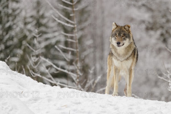 An adult male grey wolf (Canis lupus lupus) stands on a sloping, snow-covered meadow on a cold,