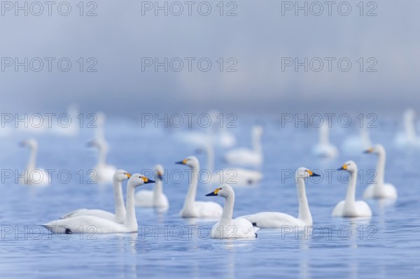 Bewick's swans, tundra swan (Cygnus bewickii) flock swimming in lake in early morning mist in