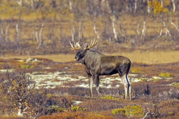 Moose, elk (Alces alces), adult bull, male foraging on the tundra in autumn, fall, Sweden,