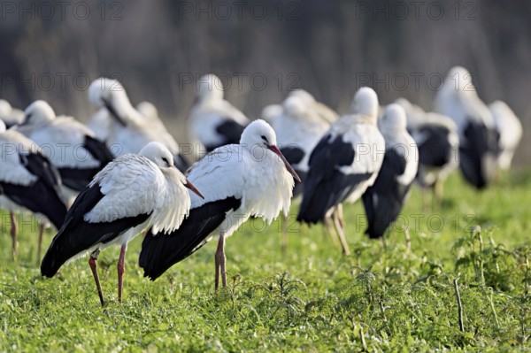 White storks (Ciconia ciconia), large flock standing in a meadow, Flachsee, Canton Aargau,