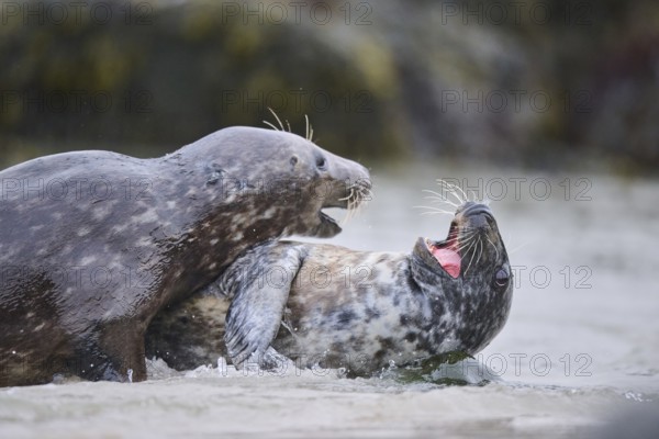 Grey seal (Halichoerus grypus) playing with each other in the water, sea, Düne, Helgoland,