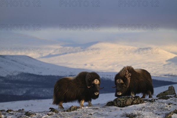 Two musk oxen (Ovibos moschatus) in the soft light of the evening sun in the snow,