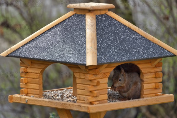 Eurasian red squirrel (Sciurus vulgaris), sitting in bird house and eating bird food, Stuttgart,