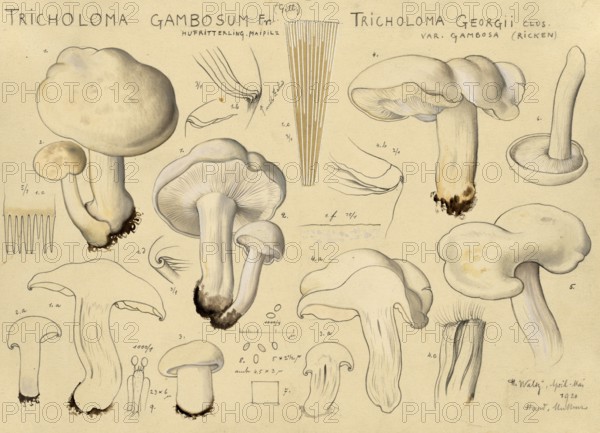 Mushroom, Mushrooms, May mushroom, St George's mushroom, Tricholoma gambosum, authentic
