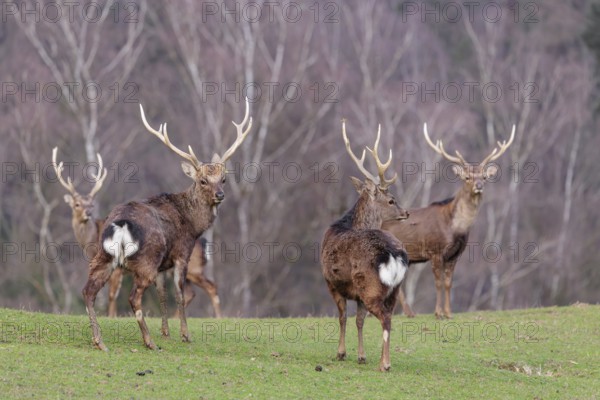 Four Japanese sika deer (Cervus nippon nippon) are standing in a meadow in hilly terrain. A forest