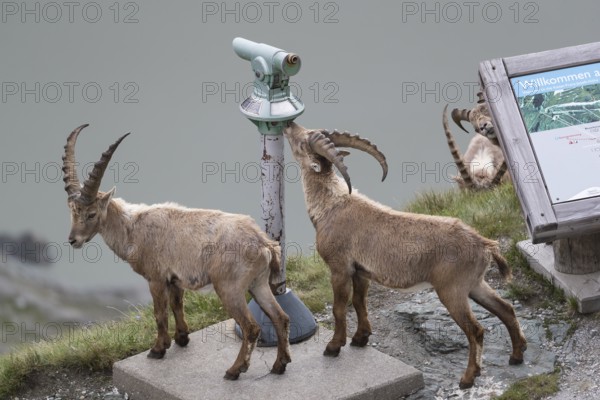 Some ibex (Capra ibex) walking along the Grossglockner High Alpine Road, looking interested on the