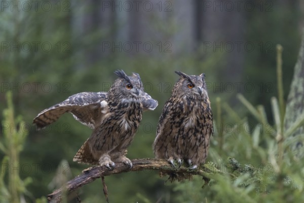 One female and one male Eurasian Eagle Owl, Bubo bubo, perched on a branch. A forest in the