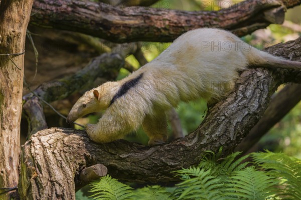 A southern tamandua (Tamandua tetradactyla), climbs in a tree in a forest