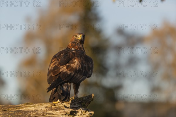 One golden eagle (Aquila chrysaetos) sitting on a broken and rotting log with fall foliage in the