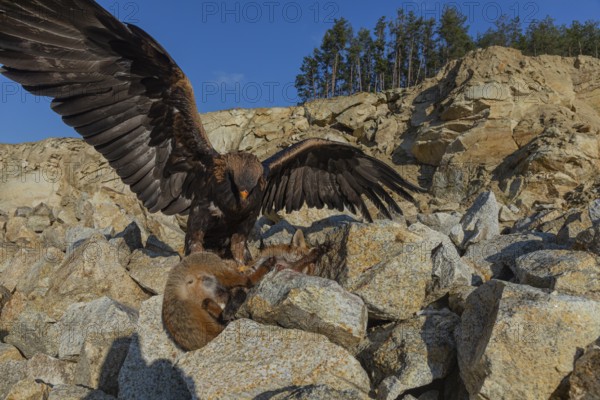 One golden eagle (Aquila chrysaetos) sitting in bright sunlight on a scree slope, feeding on a dead