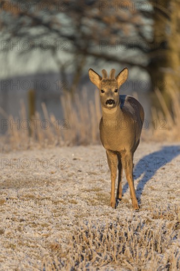 Roe deer on hoar frosted meadow at minus 15 °C at sunrise. Trees and dead stinging nettle in