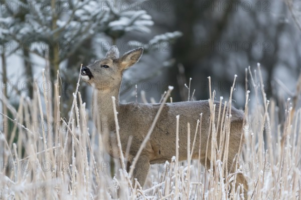 Roe deer standing in hoar frosted dead stinging nettle at minus 15 °C at sunrise. Licking off the