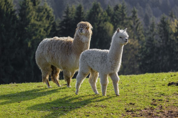 A white adult female Alpaca (Vicugna pacos) and a white young stand on a green meadow . A forest is