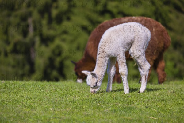 One brown female Alpaca (Vicugna pacos) stands with her young on a fresh green meadow . A green