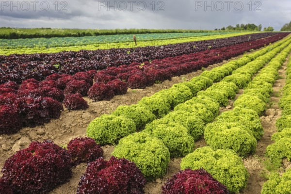 Soest, Sauerland, North Rhine-Westphalia, Germany - Vegetable cultivation, lettuce plants grow in