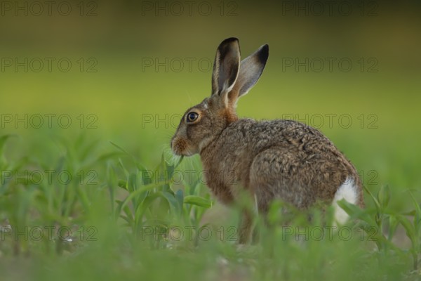 European brown hare (Lepus europaeus) adult animal feeding in a farmland maize field crop in