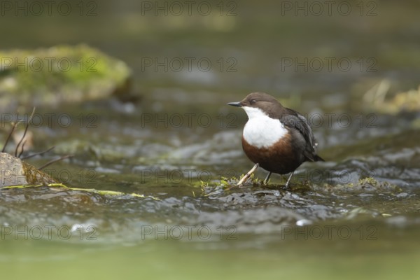 White-throated dipper (Cinclus Cinclus) adult bird on rocks in a river, England, United Kingdom,