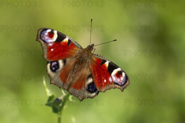 Peacock butterfly (Aglais io) adult insect feeding on Creeping thistle flowers in summer, England,