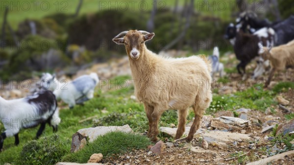 Beige goat standing attentively on rocky ground, surrounded by herd, sheep (e) or goat (n), ovis,