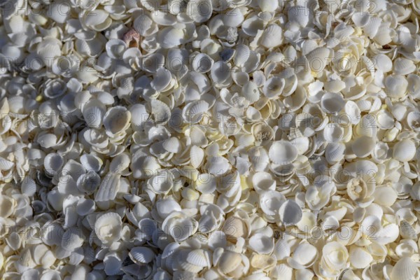 Cockles (Fragum erugatum) on Shell Beach, Hamelin Pool, Shire of Shark Bay, Western Australia,