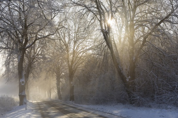 Snow-covered road, wintry avenue with fog and sun near Neukloster, Mecklenburg-Vorpommern, Germany,