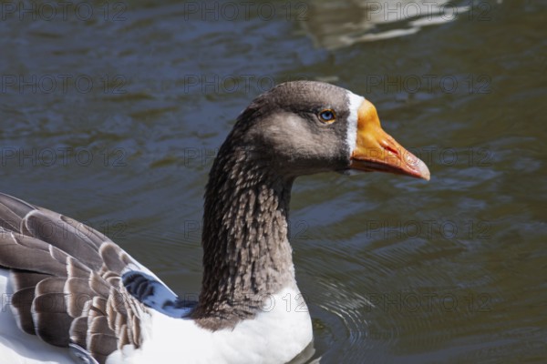 Grey goose (Anser anser) with blue eyes, Brittany, France, Europe
