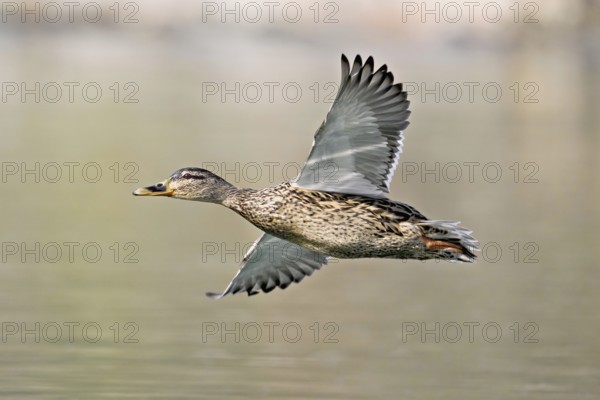 Mallard (Anas platyrhynchos), female in flight, Flachsee, nature reserve, Reusstal, Canton Aargau,