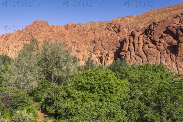 The impressive cliffs in the Dades Gorge. A tree stands in the centre of a field with a rocky hill