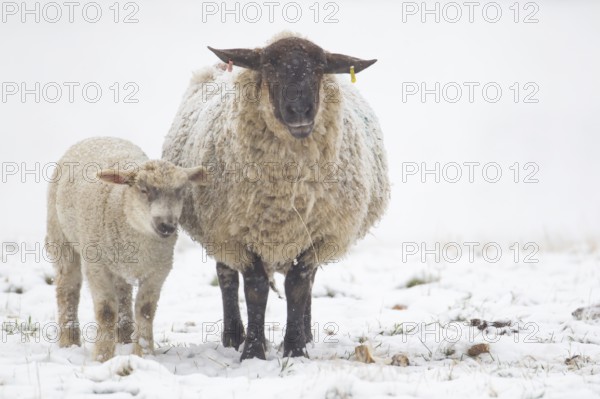 Domestic sheep (Ovis aries) adult mother ewe and juvenile baby lamb farm animals in a snow covered
