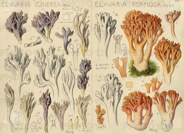 Mushroom, fungi, Clavaria cinerea, called grey coral, Grey Coral and pink coral mushroom or