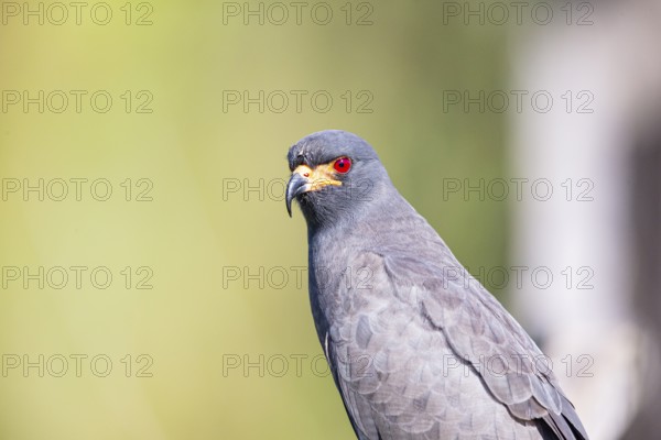 Snail Buzzard (Rostramus sociabilis) Pantanal Brazil