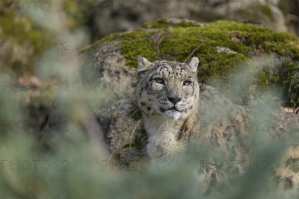 One adult snow leopard (Panthera uncia) standing between rocks on hilly ground surrounded by green