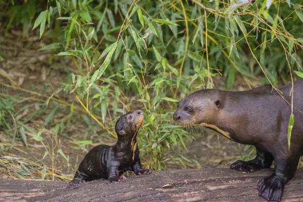 A two-year-old giant otter or giant river otter (Pteronura brasiliensis) cares for a 2-month-old