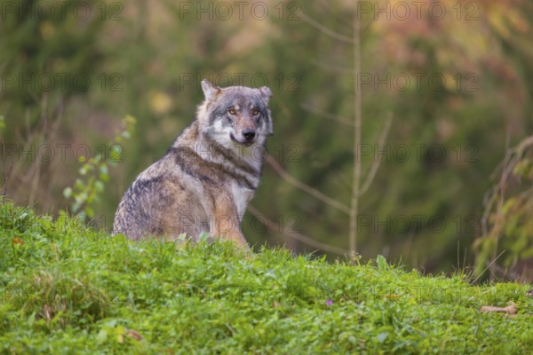 An adult male eurasian gray wolf (Canis lupus lupus) sits on a green meadow on hilly terrain,