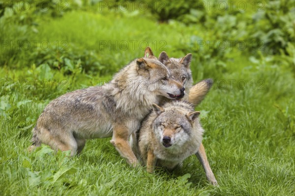 Three adult male eurasian gray wolves (Canis lupus lupus), social behaviour, dominance