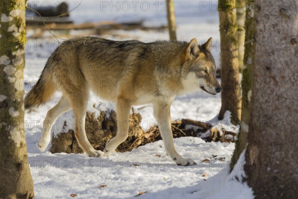 An adult female grey wolf (Canis lupus lupus) walks across the snowy forest floor on a cold, sunny